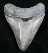 Grey Bone Valley Megalodon Tooth #8016-1